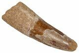 Fossil Spinosaurus Tooth - Real Dinosaur Tooth #353048-1